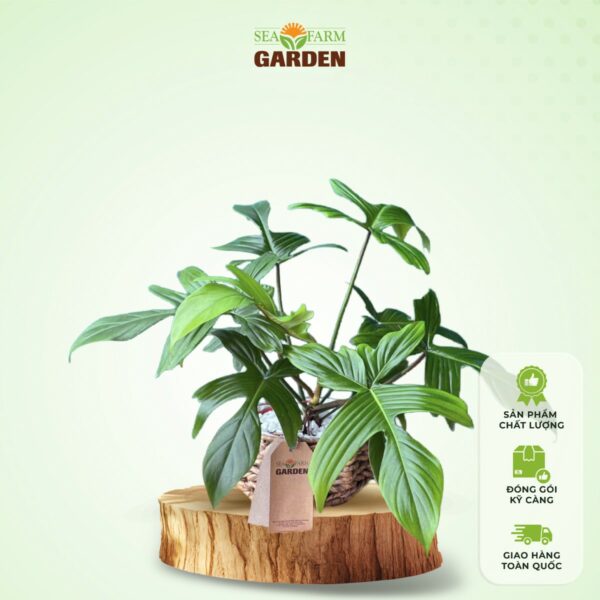Cây Cung Đàn Én Xanh (Lớn)