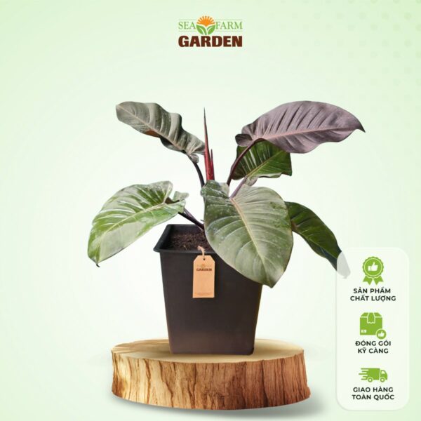 Trầu Bà Đế Vương Nâu (Lớn)