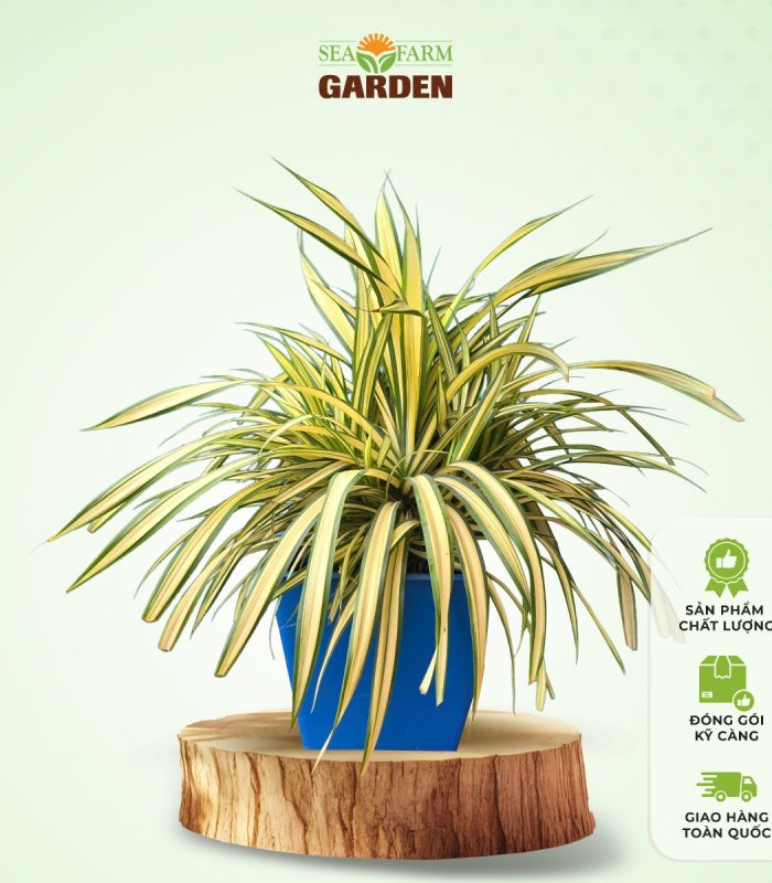 Dứa Vạn Phát (size lớn)