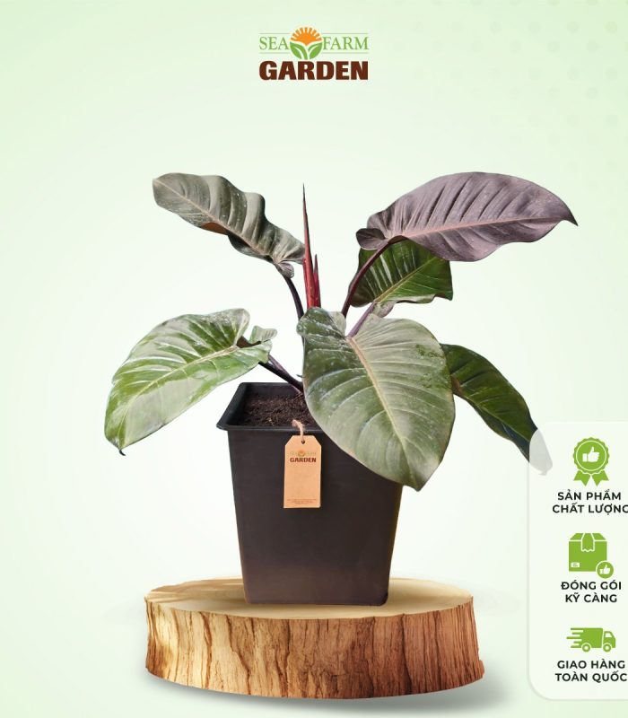 Trầu Bà Đế Vương Nâu (size lớn)